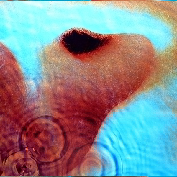 Pink Floyd - Meddle - LP